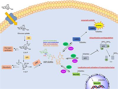 The Beginner’s Guide to O-GlcNAc: From Nutrient Sensitive Pathway Regulation to Its Impact on the Immune System